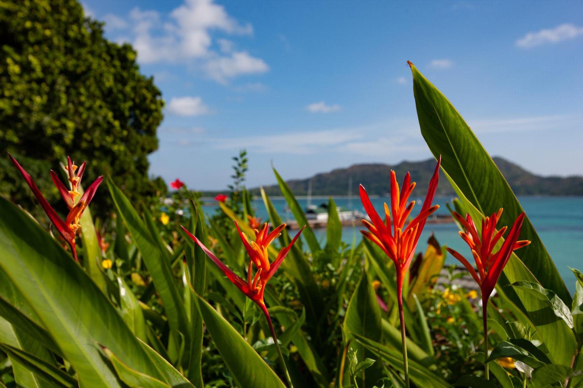 Colibri Hotel Baie Sainte Anne Kültér fotó